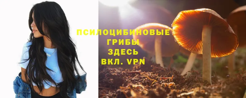 дарнет шоп  Благодарный  Галлюциногенные грибы Psilocybe 